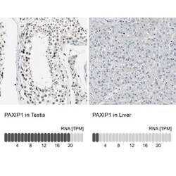 PTIP Antibody, Novus Biologicals:Antibodies:Primary Antibodies